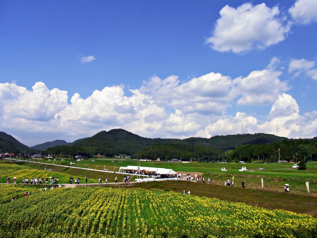 夏景