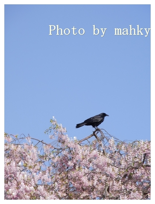 お花見カラス