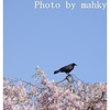 お花見カラス