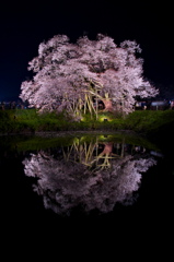 浅井の一本桜