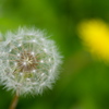 たんぽぽ