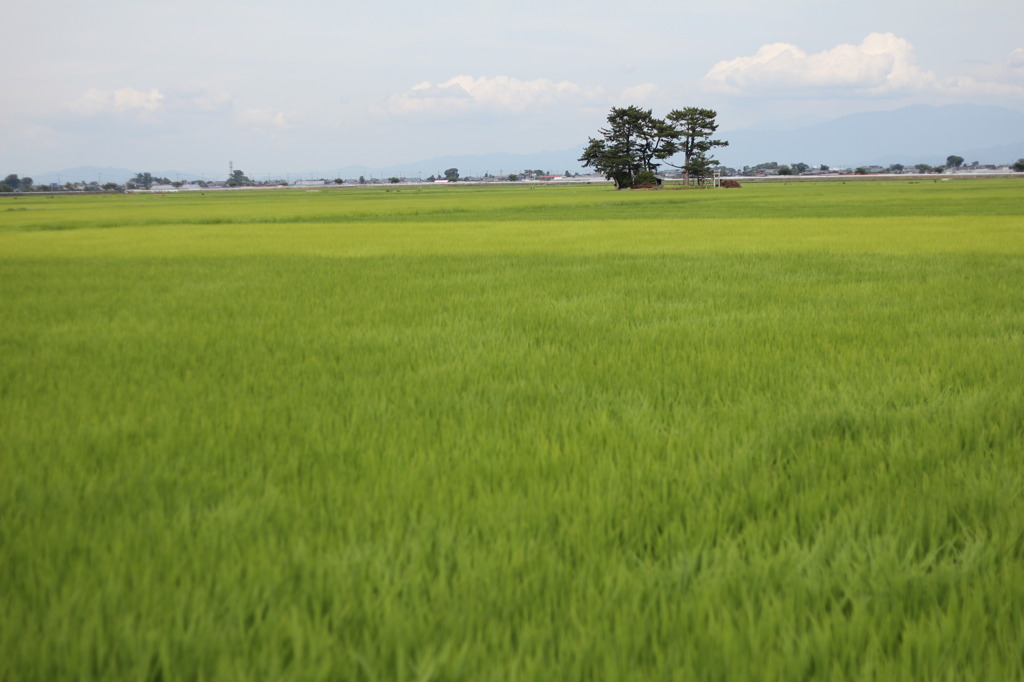 夏の田園
