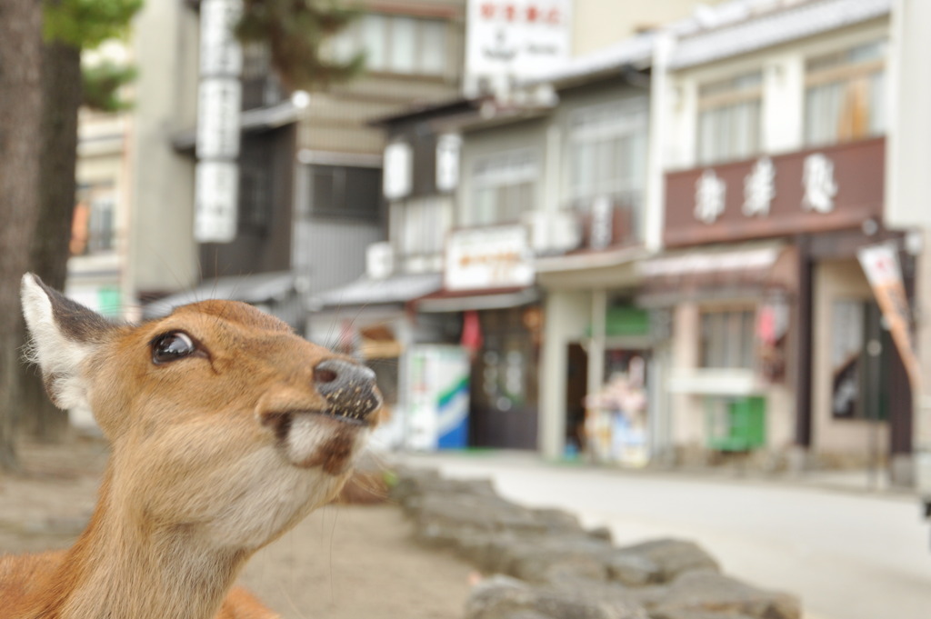 鹿　in 宮島