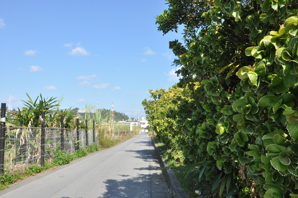 地元の道路