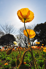 お花畑の舞台裏