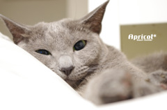 うちの凶暴猫さん