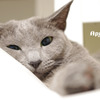 うちの凶暴猫さん