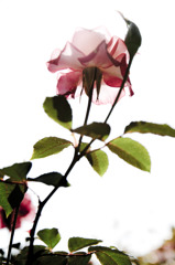 modean rose