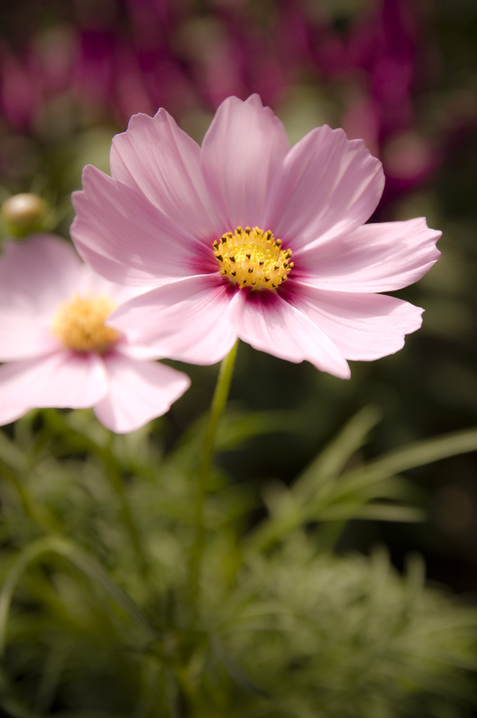 秋桜