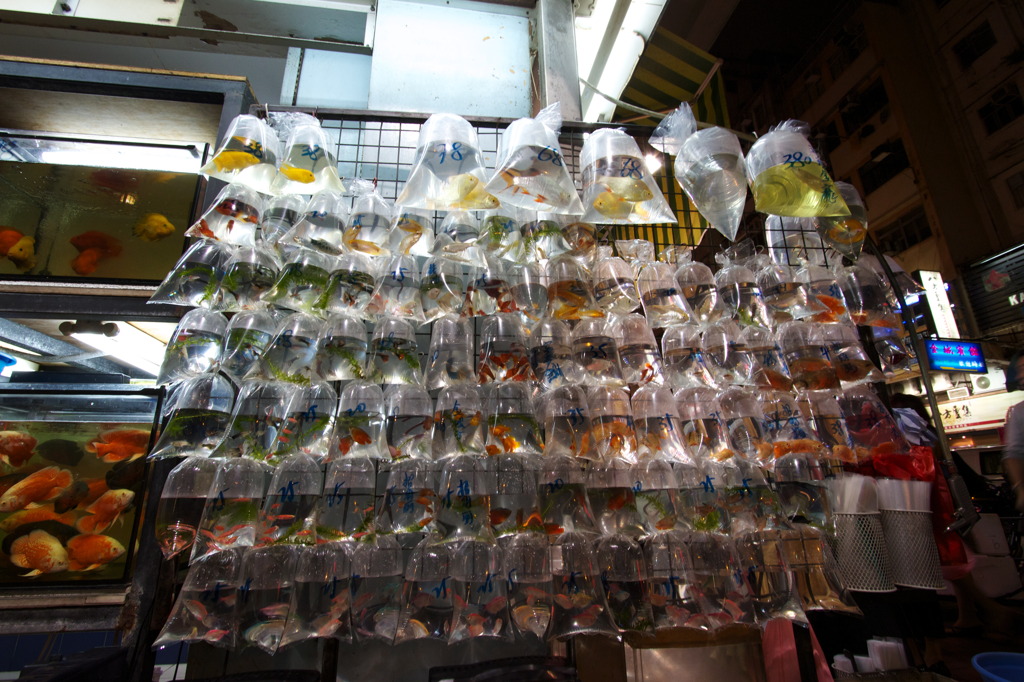 金魚ストリート No.2