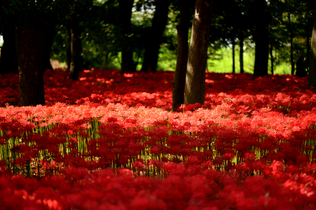 紅い漣