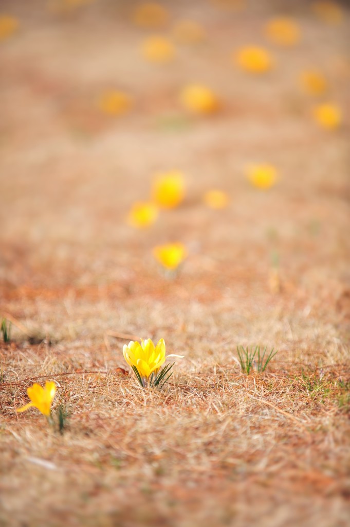 初春の花