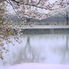 春の泡雪