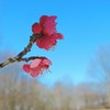 雪原に立春