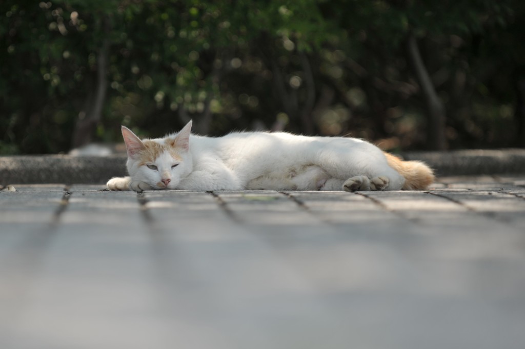 吾輩は眠いのである