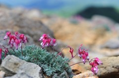 花の山旅