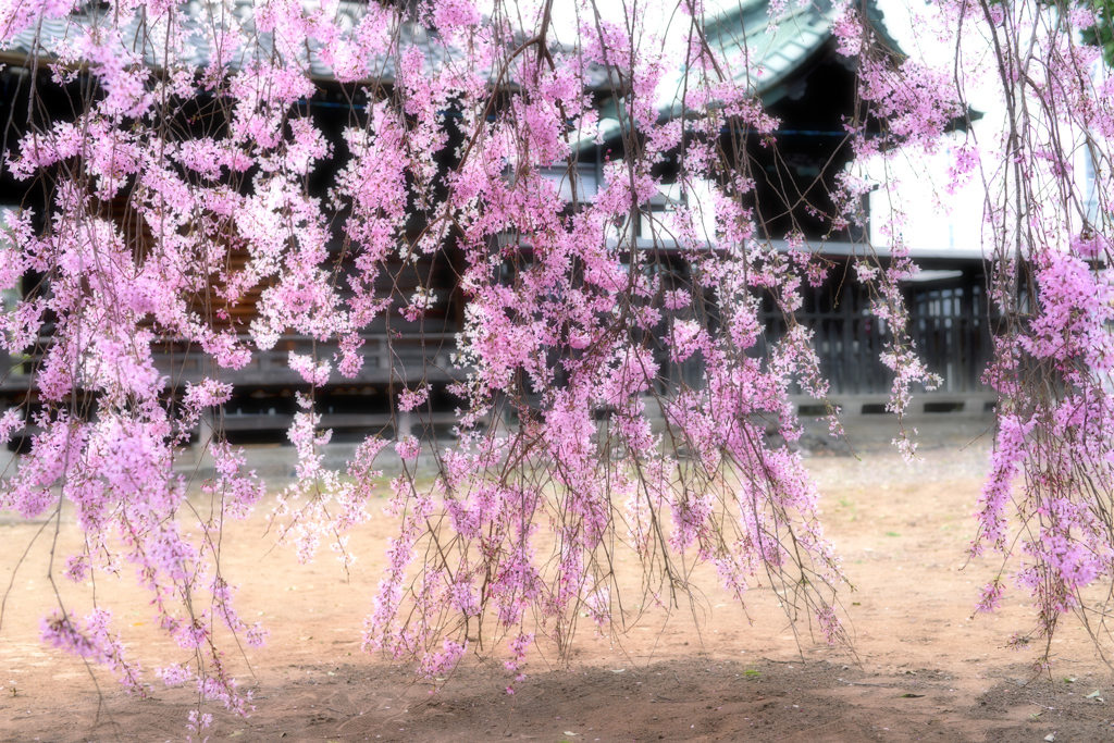 地を這う桜