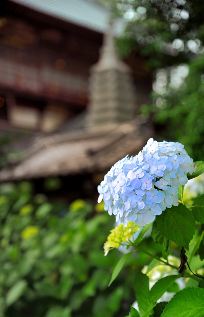 花を愛でる