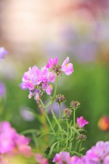 初春の花