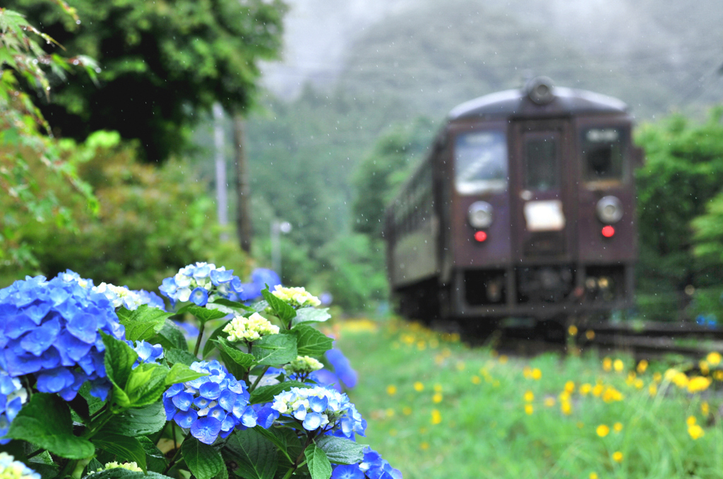 梅雨花