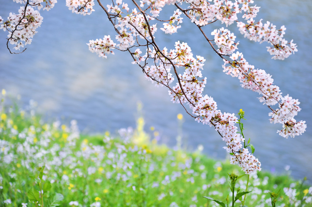 春の薫風