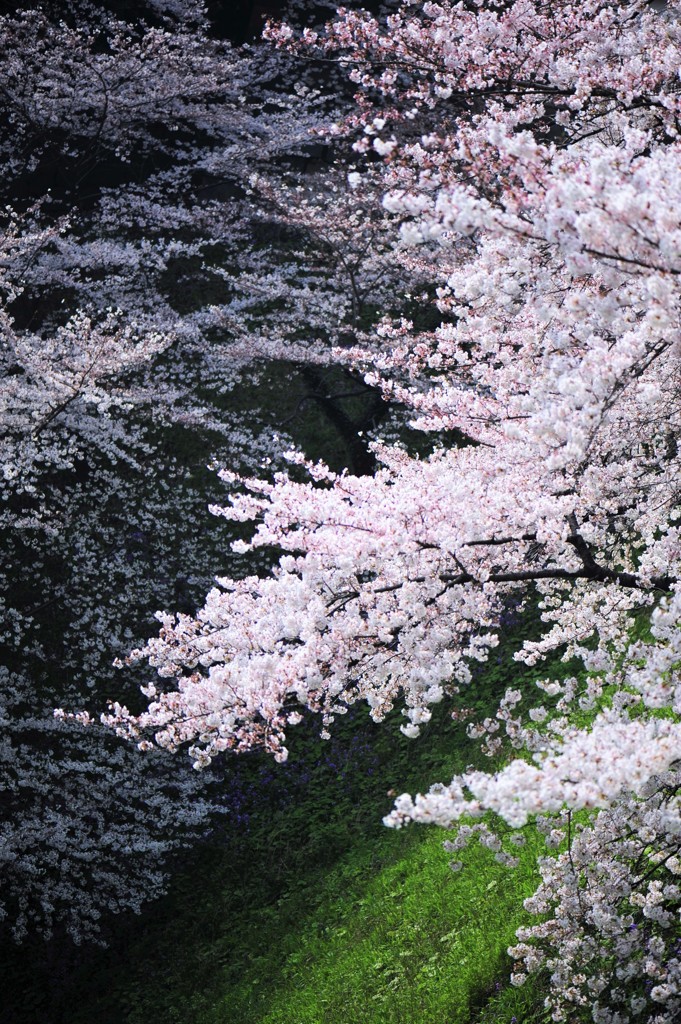 桜城址