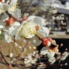 庭の梅
