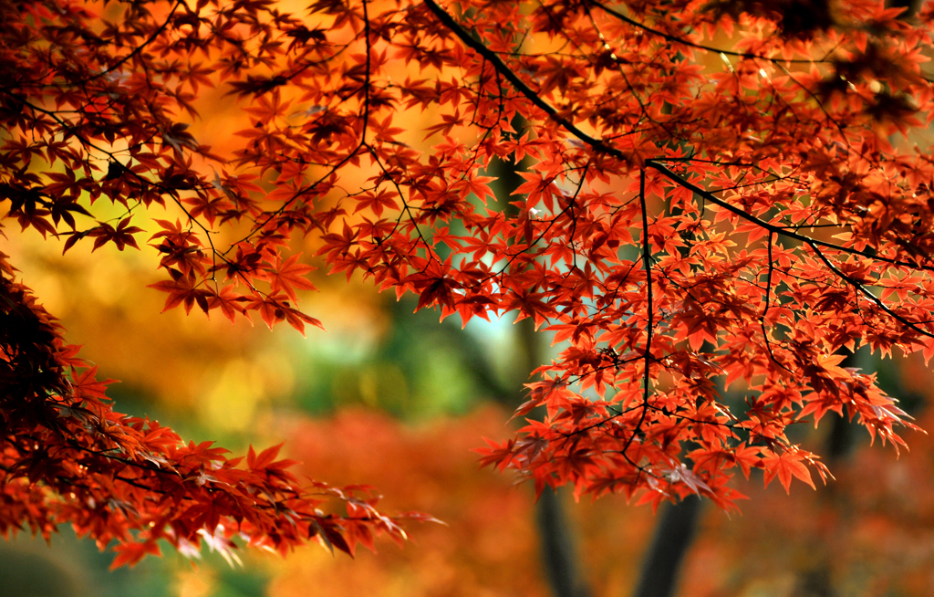 秋の葉色