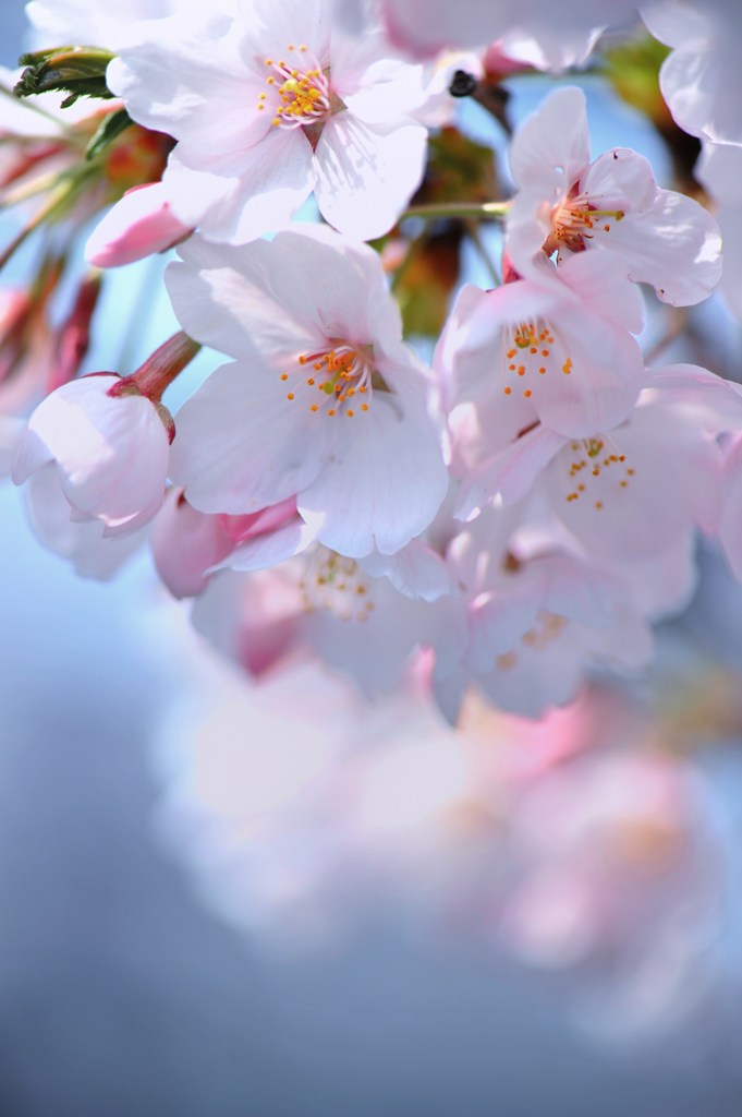 桃色吐息