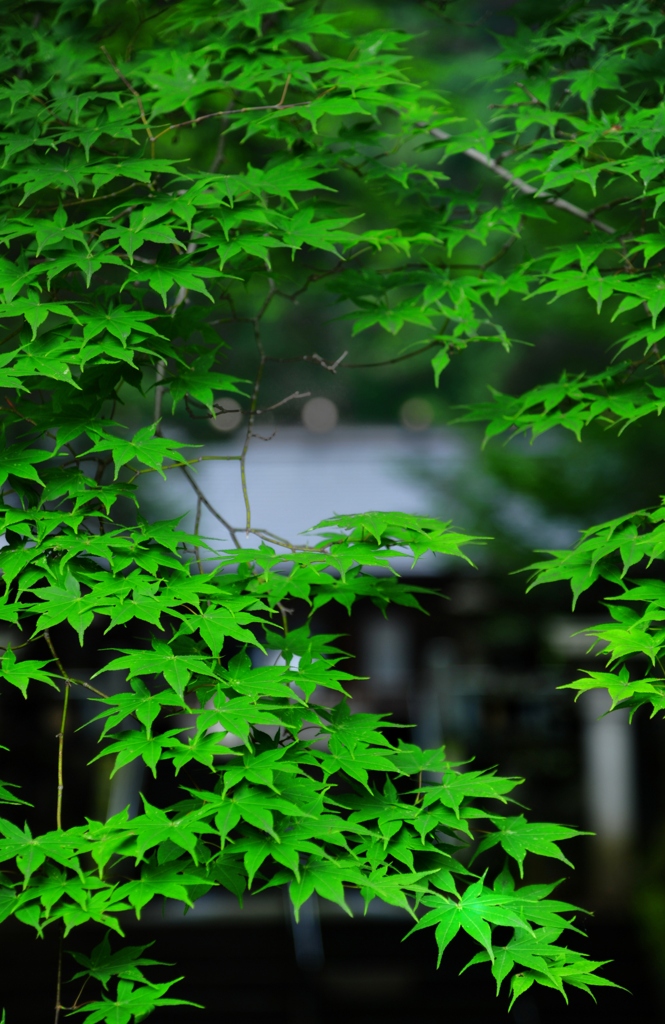 鎮守の森