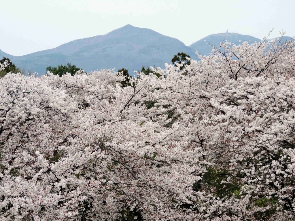 桜海