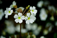 寒桜