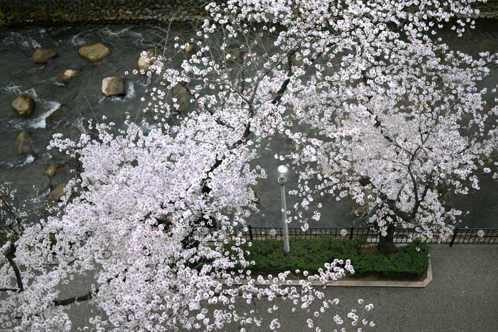 春の遊歩道