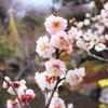 季節の移ろい