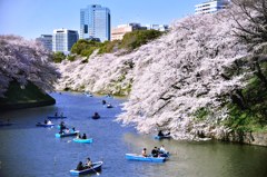 お濠も混雑