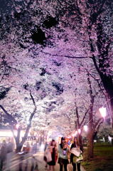 桜詣で