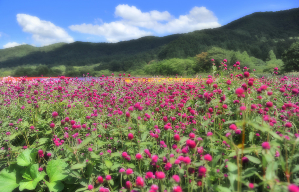 秋の花色