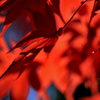 燃える紅色