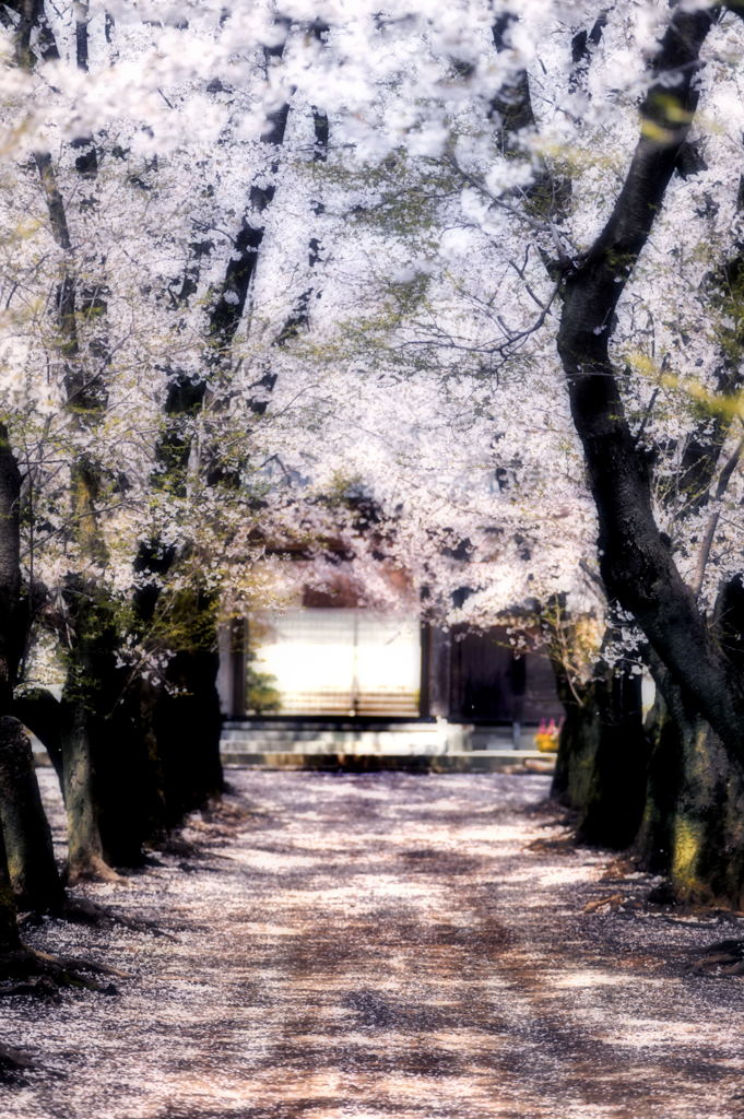 春の参道