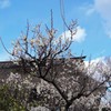 農家に春の訪れ