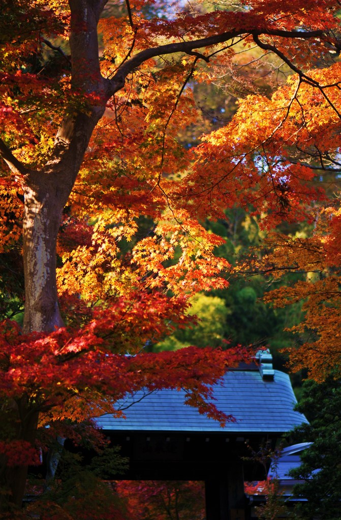 紅葉色に抱かれて