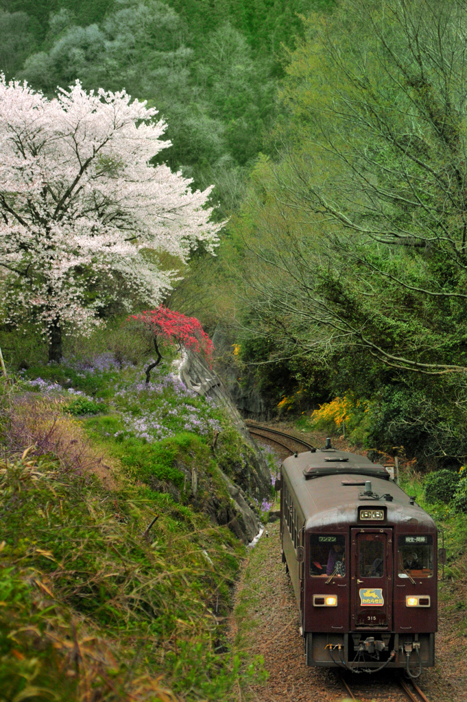 桜の頃　
