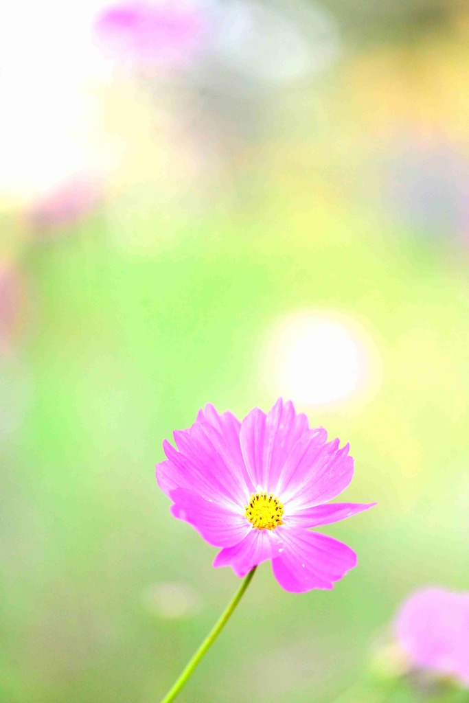 秋桜