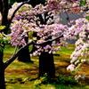 花咲く公園