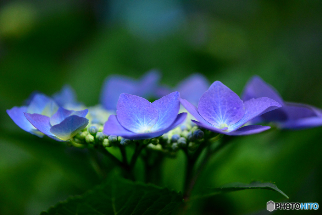 梅雨の花