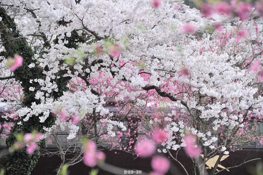 春の香り