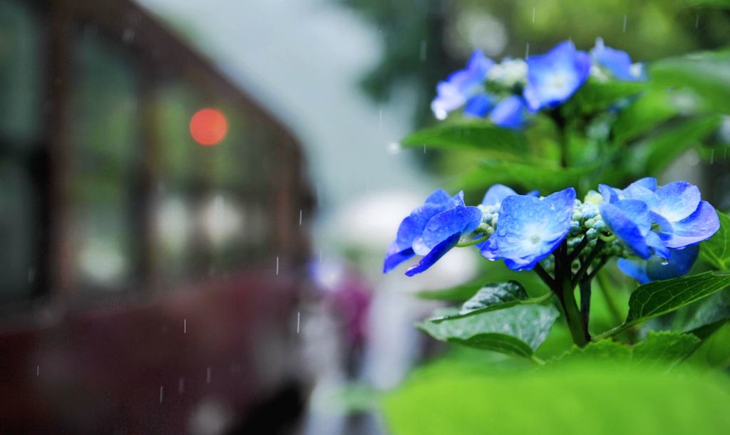 六月の雨