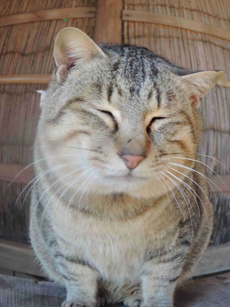 達磨？！