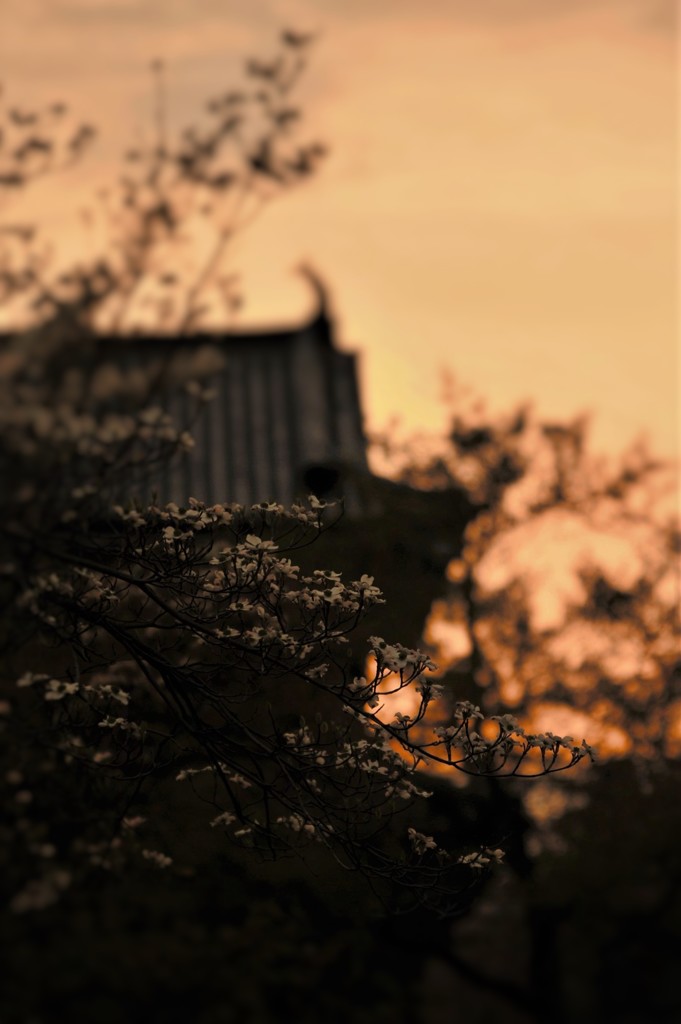 夕暮れ