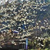 綿花？